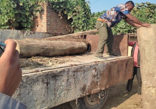 कोल्हवीको सखुवाहामा साल र सिसौका काठ बरामद