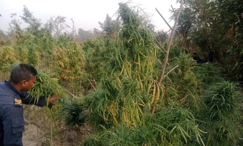 प्रहरी प्रमुखको एक्सन : बोलेको २ दिनमै नौ विगाह गाँजा खेती धोष्त