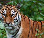 बारामा बाघले मान्छे मार्यो