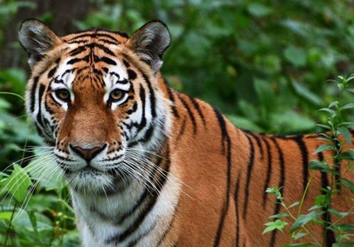 बारामा बाघले मान्छे मार्यो