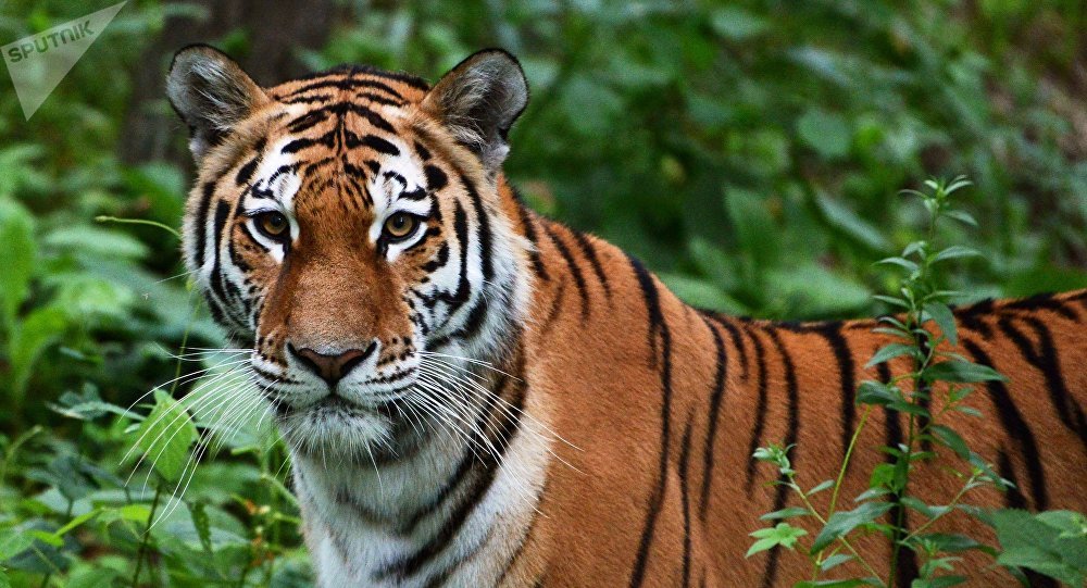 बारामा बाघले मान्छे मार्यो