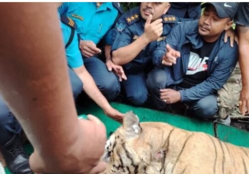 बारामा मान्छे खाने नरभक्षी बाघ समातियो