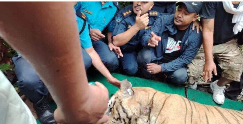 बारामा मान्छे खाने नरभक्षी बाघ समातियो